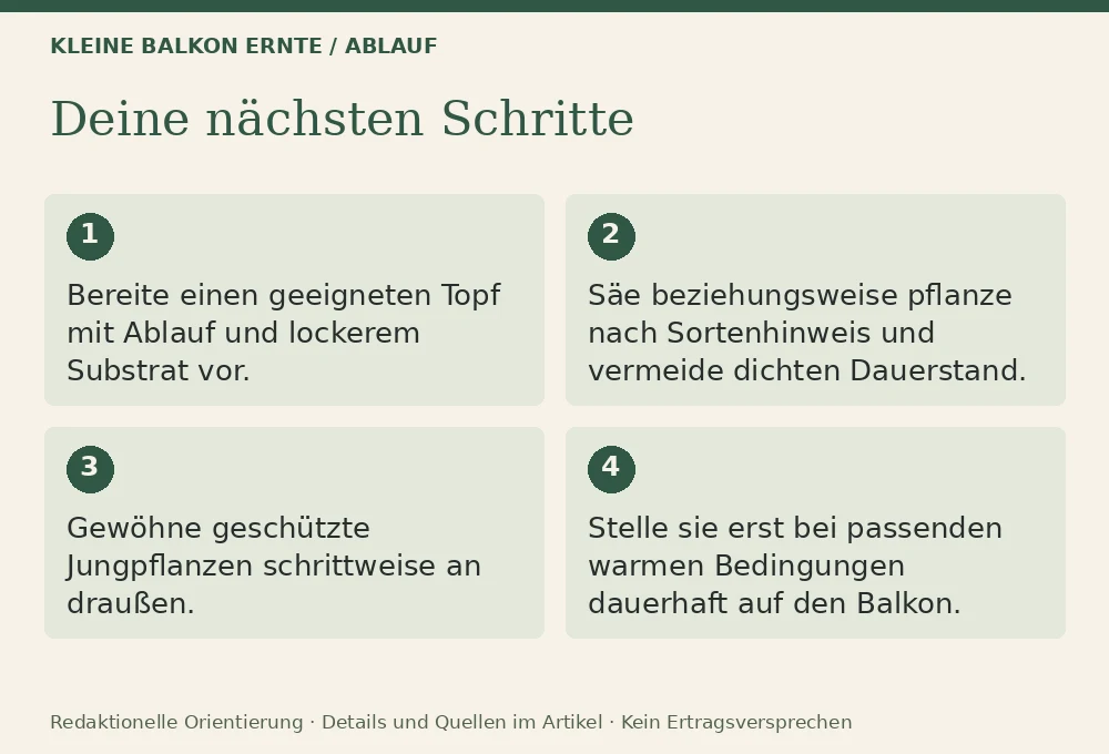 Basilikum auf dem Balkon: Ablauf