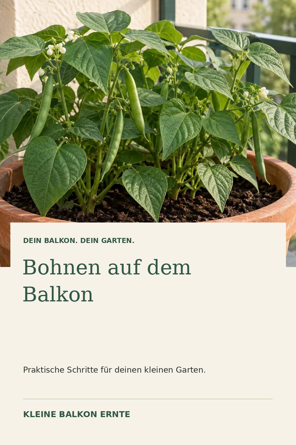 Pinterest-Grafik: Bohnen auf dem Balkon – Variante 1