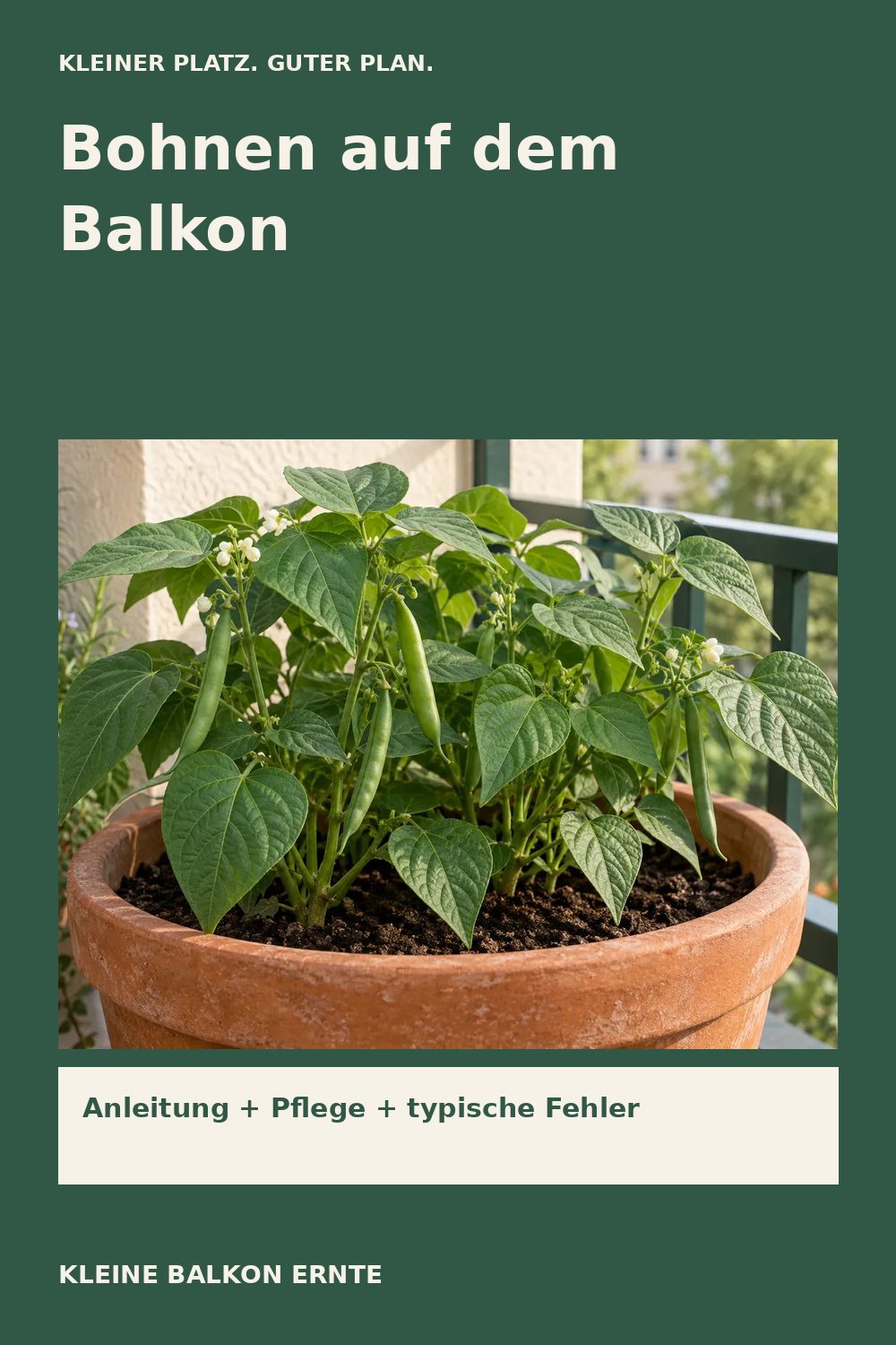 Pinterest-Grafik: Bohnen auf dem Balkon – Variante 2